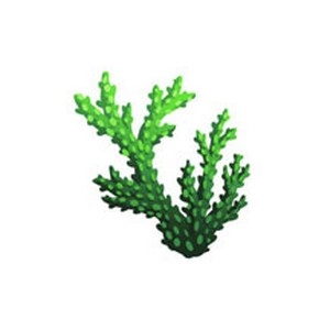 Realistic Coral  12